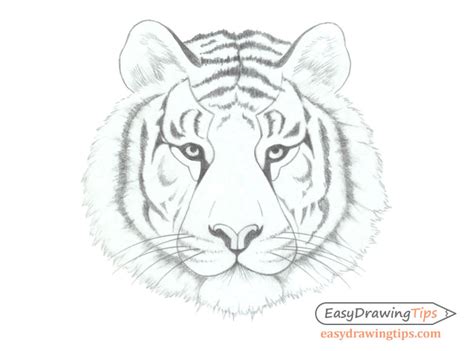 Pencil Drawings Of Tigers Face