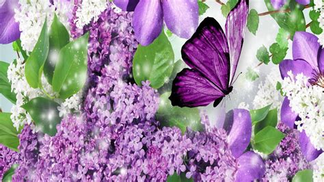 Purple Butterfly Wallpapers Images