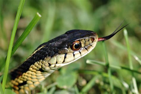 Remarkable Gallery Of Backyard Snakes Ideas Laorexa