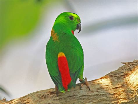 Blue Crowned Hanging Parrot Media Encyclopedia Of Life
