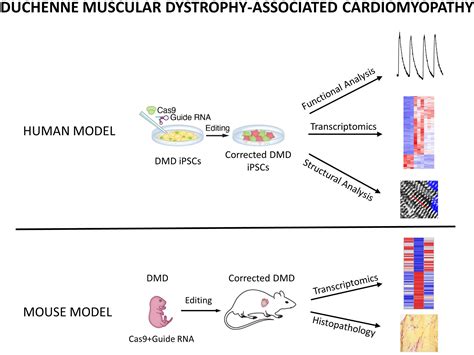 Cardiac Myoediting Attenuates Cardiac Abnormalities In Human And Mouse Models Of Duchenne