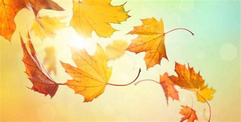 Thanksgiving won't look the same this year — or at least it shouldn't, if canadians abide by coronavirus restrictions. Thanksgiving in Canada in 2020 | Office Holidays