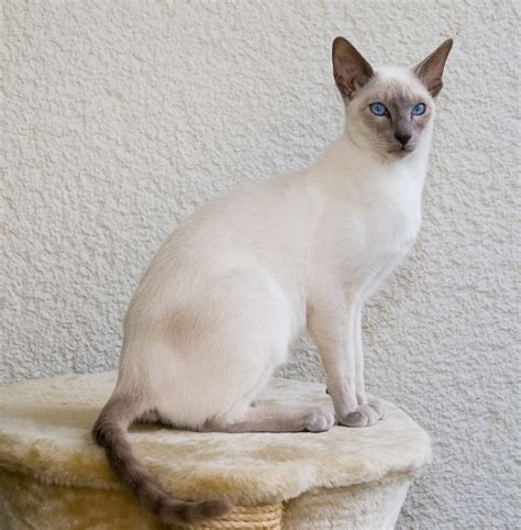 List Of White Cat Breeds With Pictures