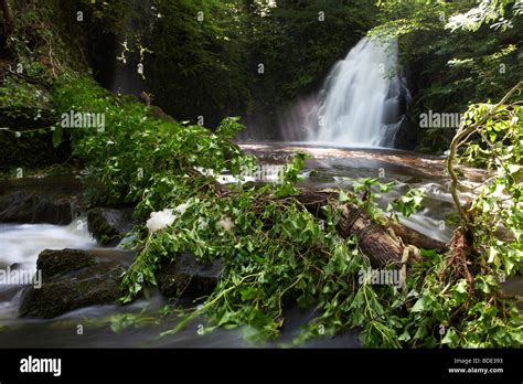 Tree Fallen As A Result Of Soil Erosion And Heavy Rainfall Into The