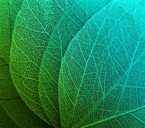 Online Crop Green Leaves Leaves Green Hd Hd Wallpaper Wallpaper