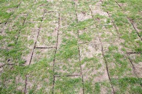If you lay fresh sod on top of an existing lawn, you've made it very difficult for your new sod's roots to reach the soil bed. shrinkage causing gaps between turfs