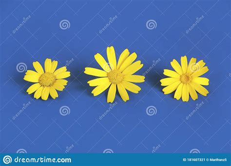Amarelos Naturais Daisy Sobre Fundo Azul Imagem de Stock - Imagem de ...