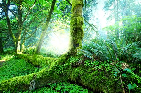 Fonds Decran Tropique Forêts Jungle Le Tronc Bryophyta Nature