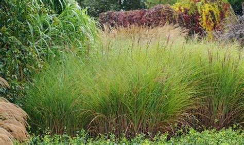 Miscanthus sinensis Gracillimus - Chinese Silver Grass - Hopes Grove