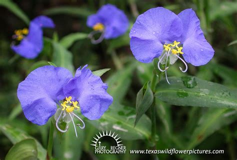Purple flowers in east texas. Thumbnail Index of Blue / Purple Texas Wildflowers : Texas ...