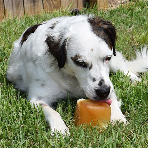 How can i cool my dog down? Cool Down Ice Lick for Dogs - Dream a Little Bigger