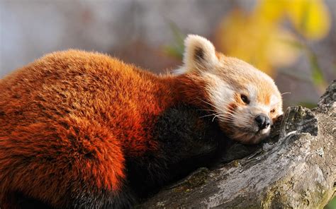 Red Panda Nature Wallpapers Hd Desktop And Mobile
