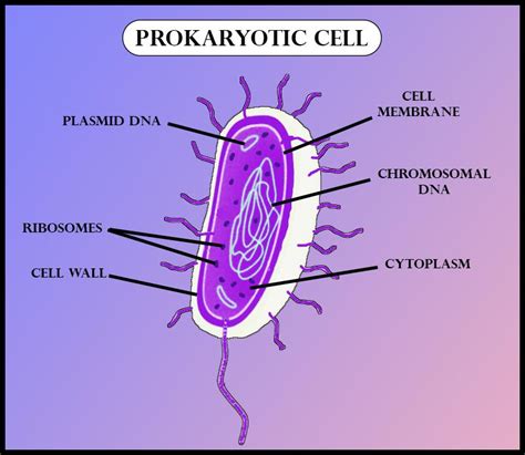 รวมกัน 91 ภาพพื้นหลัง Prokaryotic Cell มีอะไรบ้าง ครบถ้วน