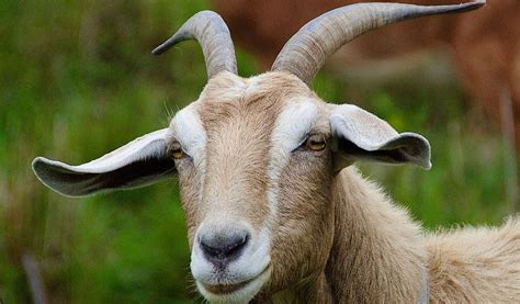 All About The Goats Taman Safari Bali