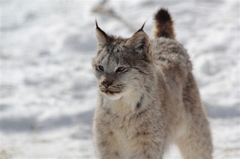 Taiga Canadian Lynx