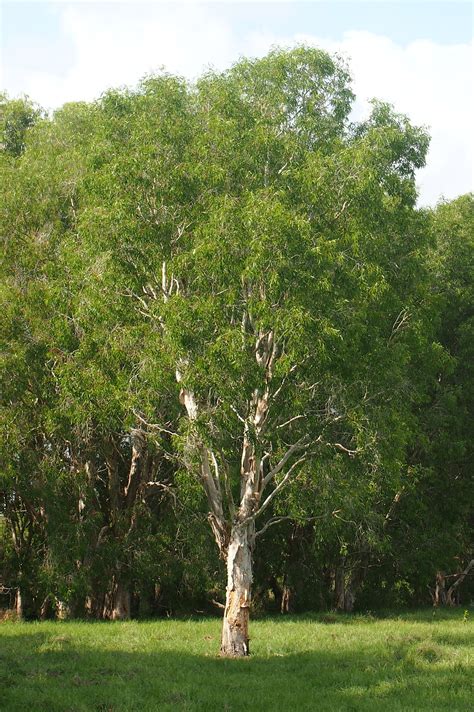 Melaleuca Leucadendra Weeping Paperbark Unique Trees Small Trees