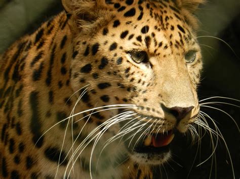 Amur Leopard Panthera Pardus Orientalis At Central Florida Zoo And