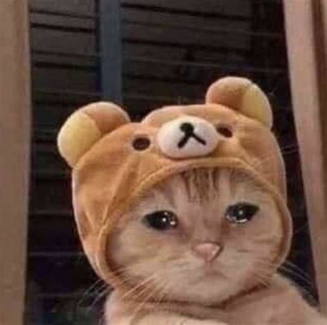 Baby Cat Crying Meme