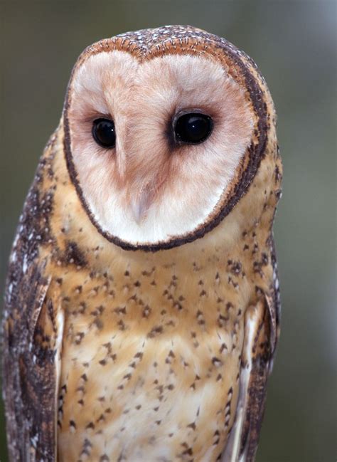 Calphotos Tyto Capensis Grass Owl Owl South African Birds Owl Photos