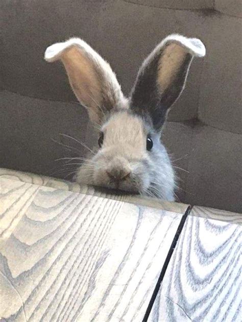28 Bunny Photos That Will Warm Your Heart Fallinpets