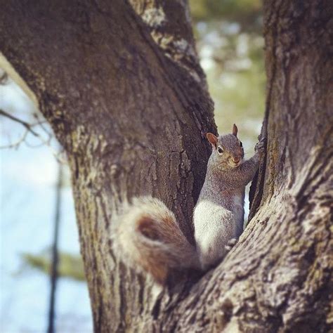 Squirrel Sex Squirrelporn Tree Photograph By Brian Townsend Fine Art America