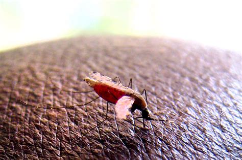 Who Reports 25 Percent Drop In Malaria Deaths In A Decade The New