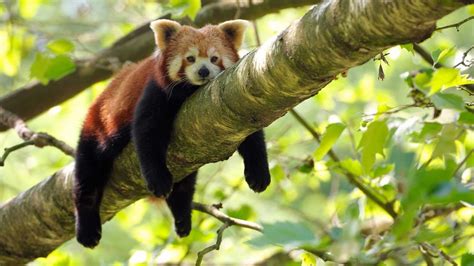 Red Panda Behavior Profile Traits Facts Baby Cute Range