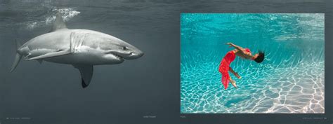 Alex Sher Mermaids A Book Of Underwater Nude And Ocean Wildlife