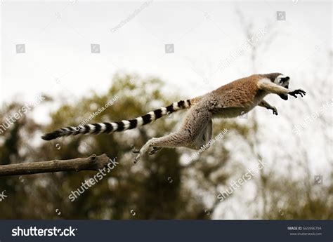 68 Leaping Lemur Images Stock Photos And Vectors Shutterstock