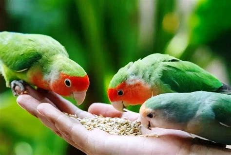 Makanan bururng lovebird merupakan hal pokok bagi setiap makhluk hidup, tidak terkecuali burung. 6 Jenis Pakan Lovebird Terbaik (Lomba, Konslet dan Ternak)