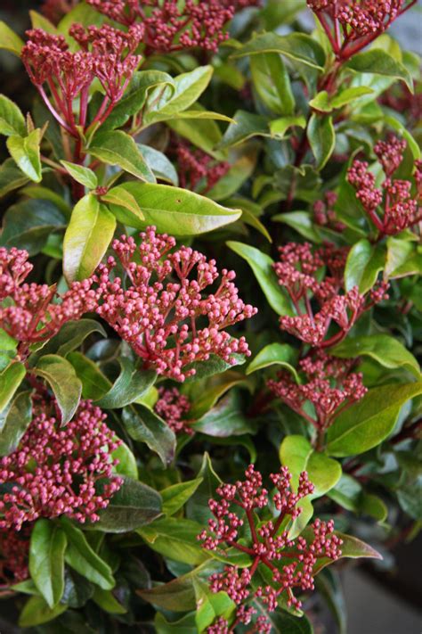 Deciduous, sprawling shrub with yellow honeysuckle flowers. viburnum | Flowering shrubs, Plants, Viburnum