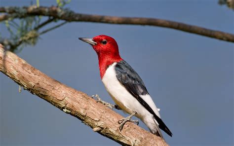 7 Types Of Woodpeckers In Indiana With Pictures Animal Hype