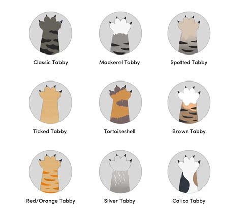 9 Types Of Tabby Cat Colors And Patterns With Pictures Catster