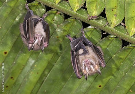 Pygmy Fruit Eating Bats Dermanura Phaeotis Roosting Under Palm Leaf