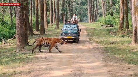 Kanha Tiger Reserve। Kanha Kisli Complete Safari Youtube