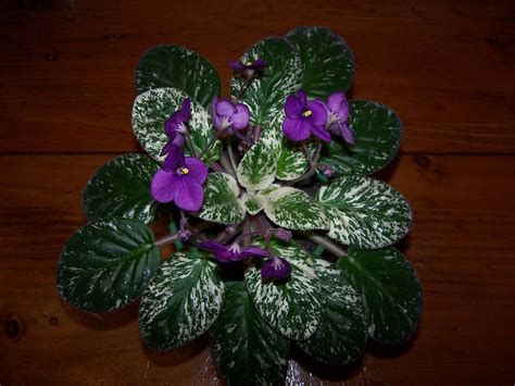 Grape treat mini african violet. African Violet: Happy Harold from Violet Barn..picture ...
