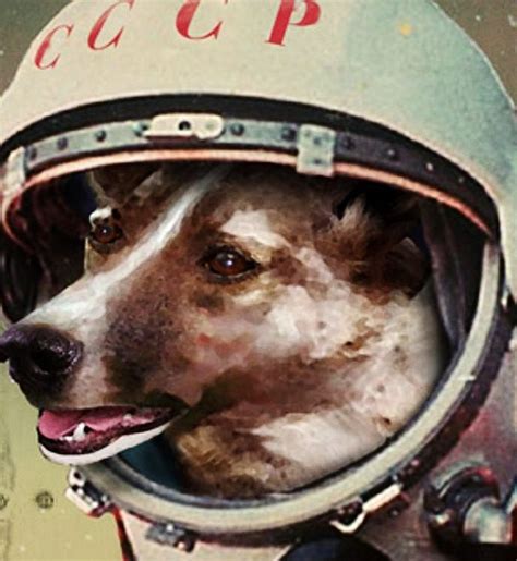The rocket reached 68 miles (109 km) and made those flies the first animals in space. Dogs are NOT descended from modern wolves but split from ...