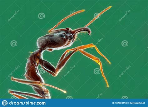 Extreme Close Up Ants Using Macro Photography Teknique Stock Image