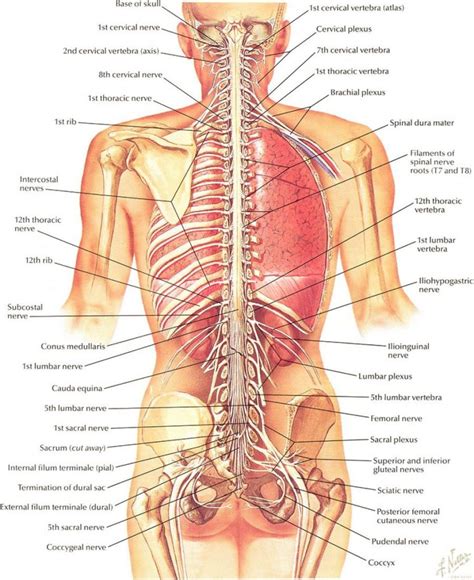 Back pain from internal organs is often felt on one side of the back, depending on which organ is affected. Left Side Of Body Anatomy | Human body organs, Anatomy ...