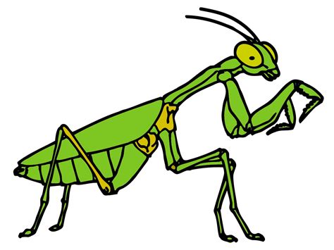 Praying Mantis Clipart Wallpapers Gallery