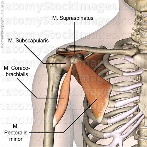 Anatomy Stock Images Shoulder Muscles Musculus Supraspinatus Sexiz Pix
