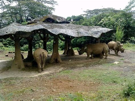 Taman Safari Indonesia Bogor Mari Melawat Indonesia