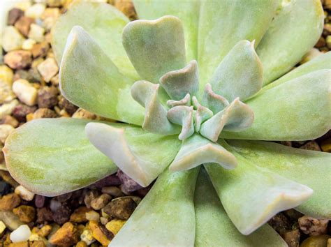 The Most Unusual Succulent Plants For Your Garden