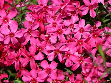 Phlox subulata var., creeping phlox, moss phlox, moss pink, or mountain phlox. Teppich-Flammenblume 'Atropurpurea' - Phlox subulata ...