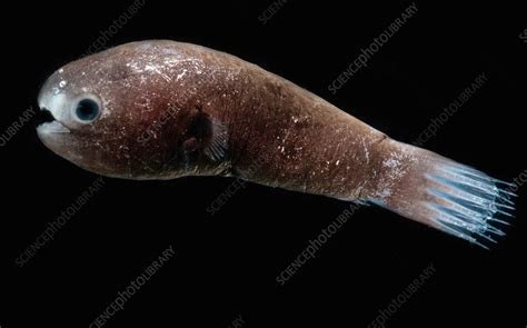 Male Anglerfish Stock Image C0338611 Science Photo Library