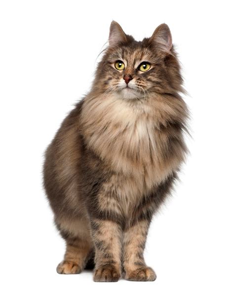 Norwegian Forest Cat Breed Information Pictures Characteristics And Facts