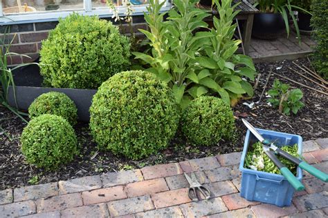 How To Prune Box Balls And Topiary Herbidacious