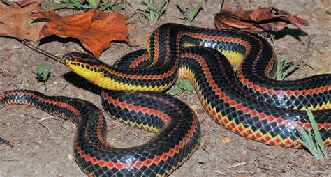 Rainbow Snake Reptiles And Amphibians Of Mississippi