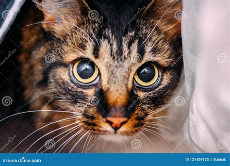 Beautiful Young Cat With Big Frightened Eyes Looking At Camera Stock