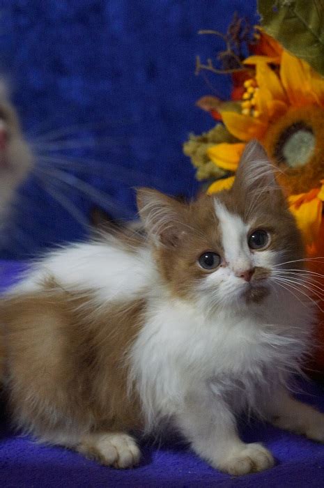 Ragdoll Kittens For Sale Angelic Doll Face Ragdoll Kittens Available